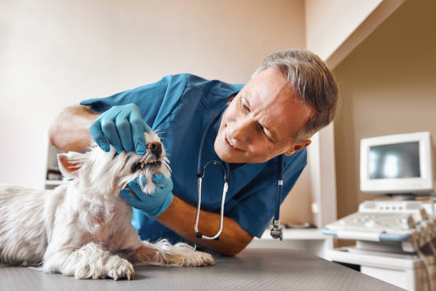 Best After-Hours Emergency Dentist in Sprague, WV